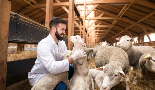 alimentacion saludable ganado-1